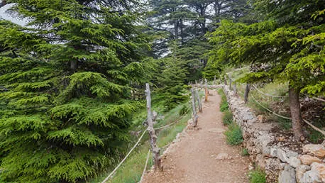 A path through a cedar forest