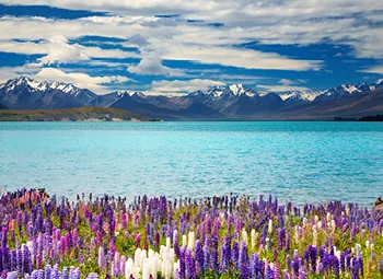 South Island Explorer